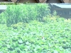 20-dsc04450